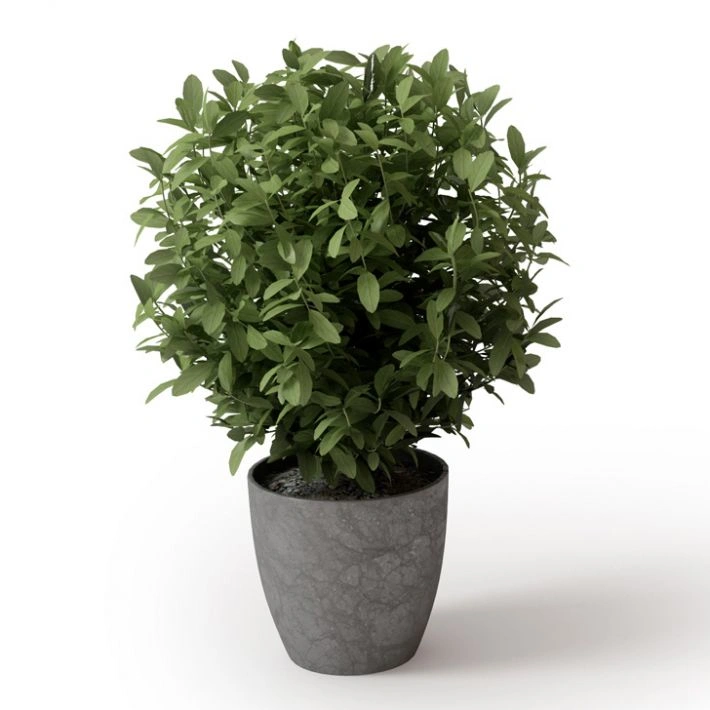 植物绿植盆栽34