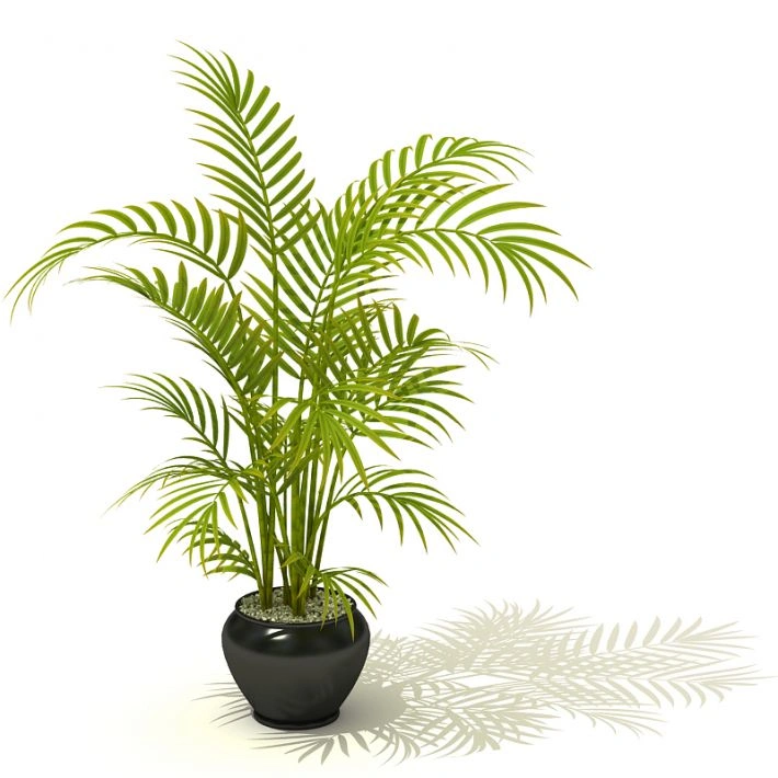 植物盆栽绿植64