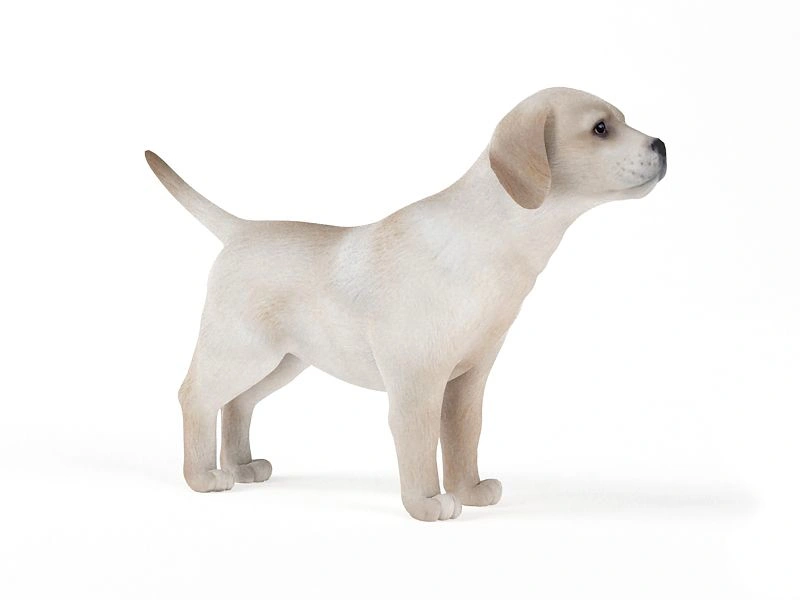 黄色拉布拉多幼犬3D模型