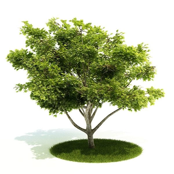 植物绿植树木89