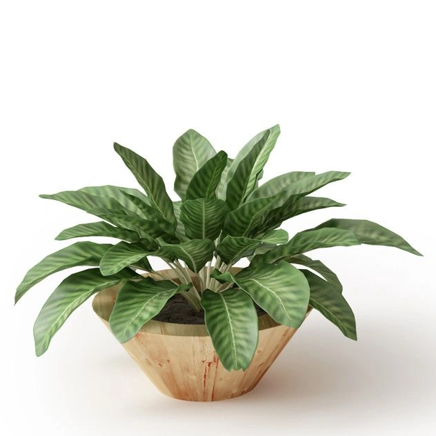 植物绿植盆栽43