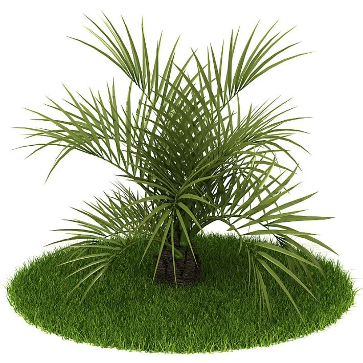 植物绿植树木24