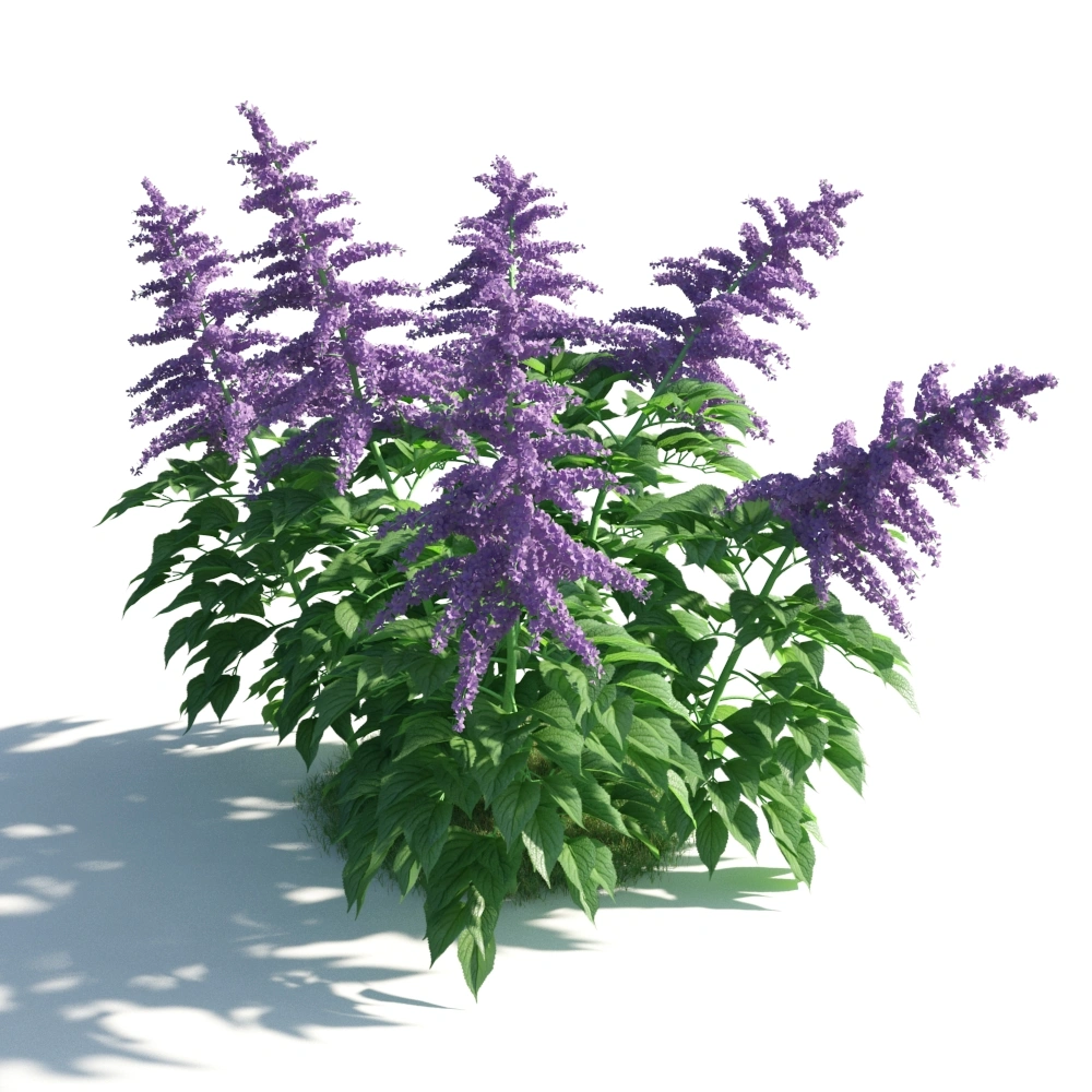 紫色丁香3D模型