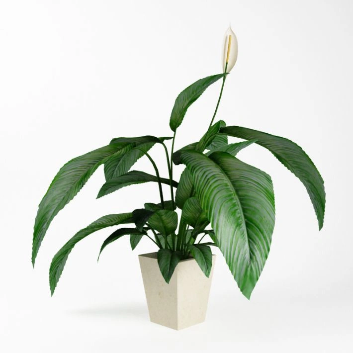 植物绿植盆栽66
