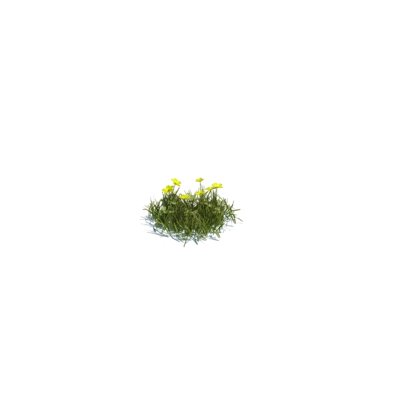 草地小型植物117