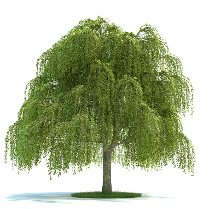 植物绿植树木133