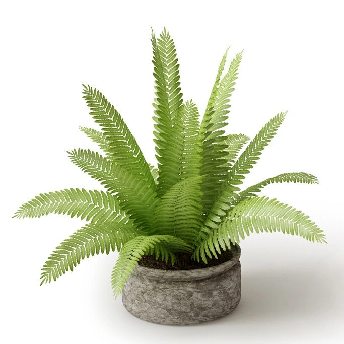 植物绿植盆栽18