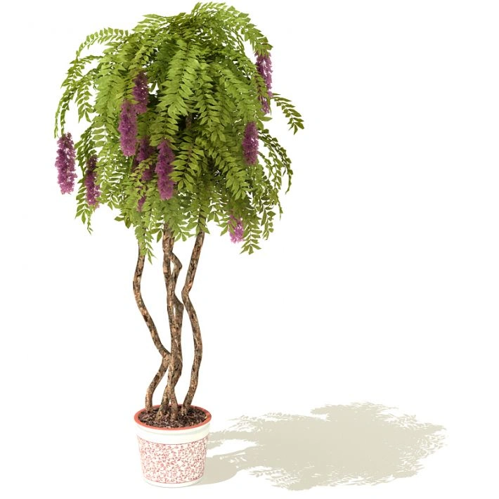 植物盆栽绿植78