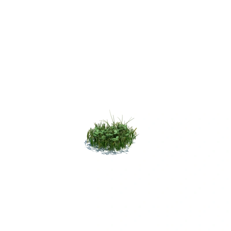 草地小型植物114