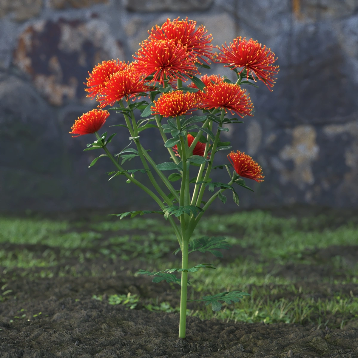 鲜艳橙红色球状花朵3D模型
