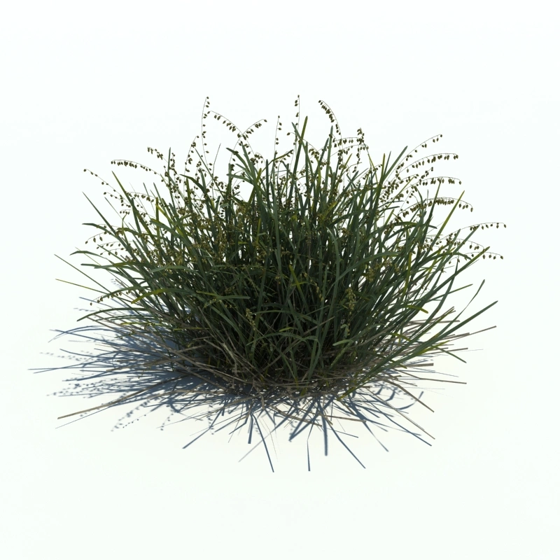 草地小型植物183
