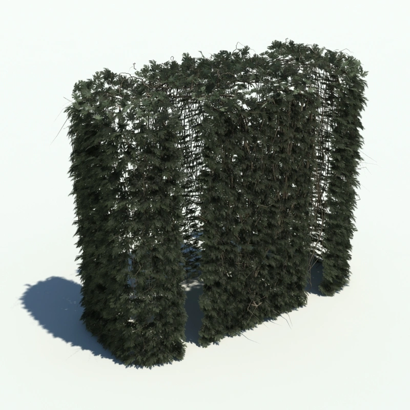 树篱植物2