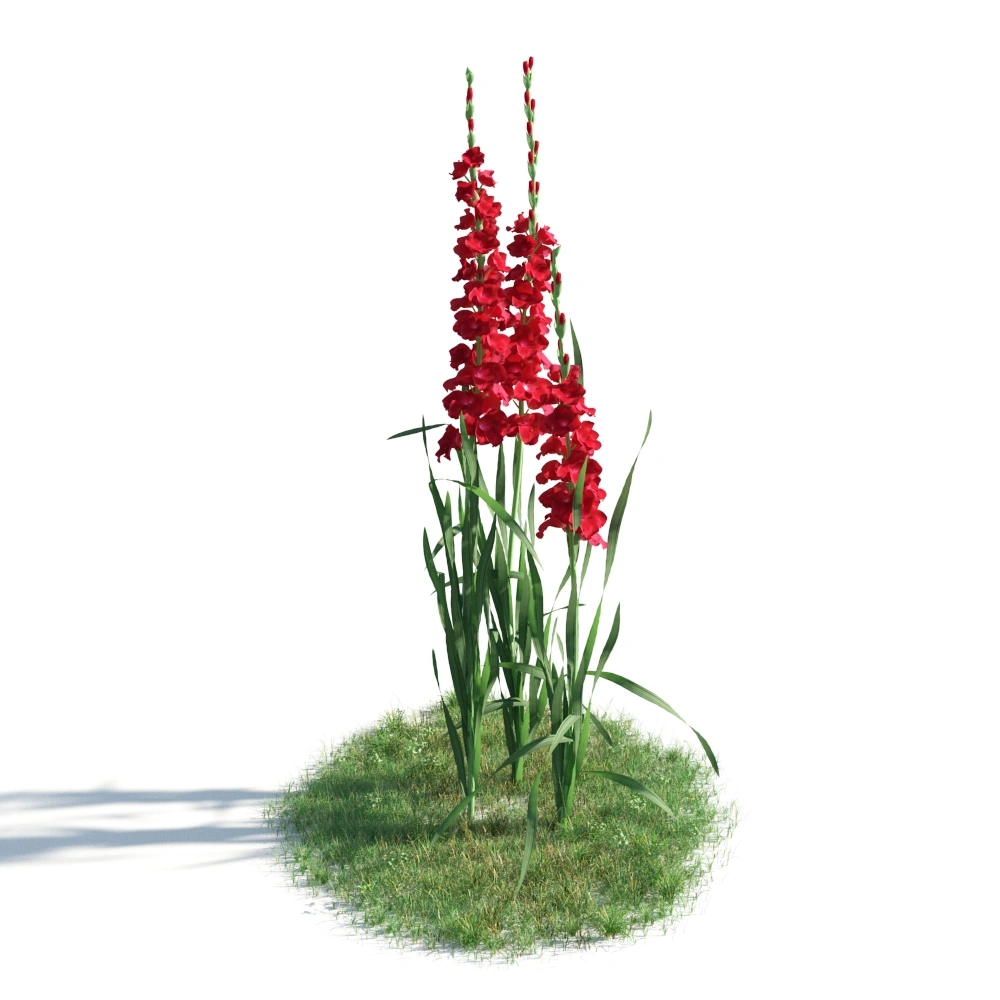3D红色剑兰花草丛模型
