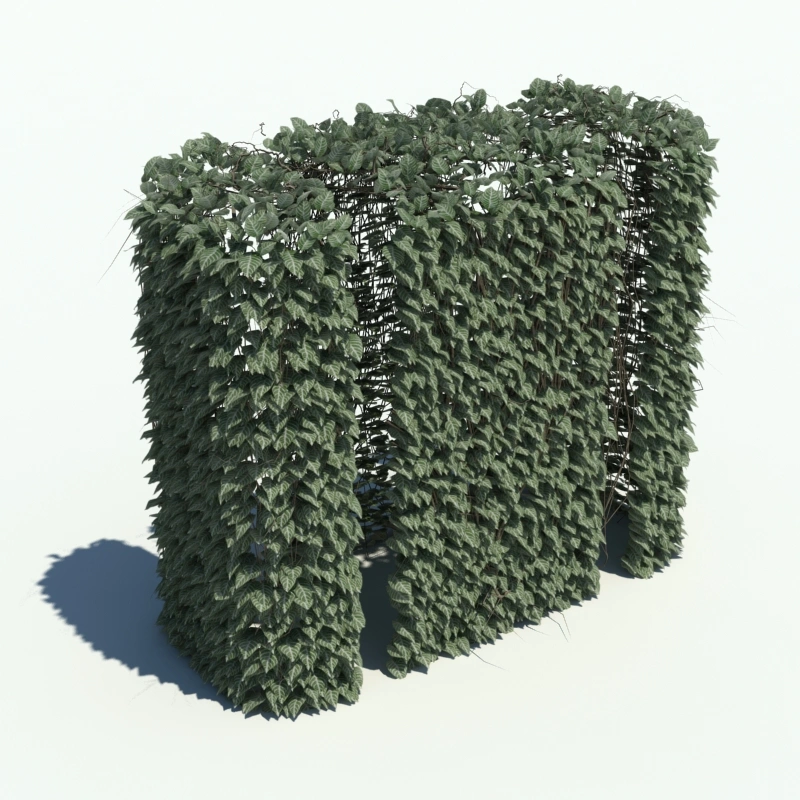 树篱植物1