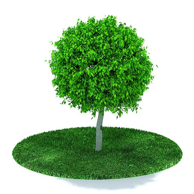 植物16