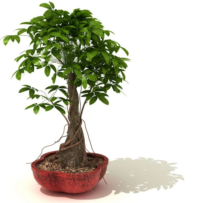 植物盆栽绿植82