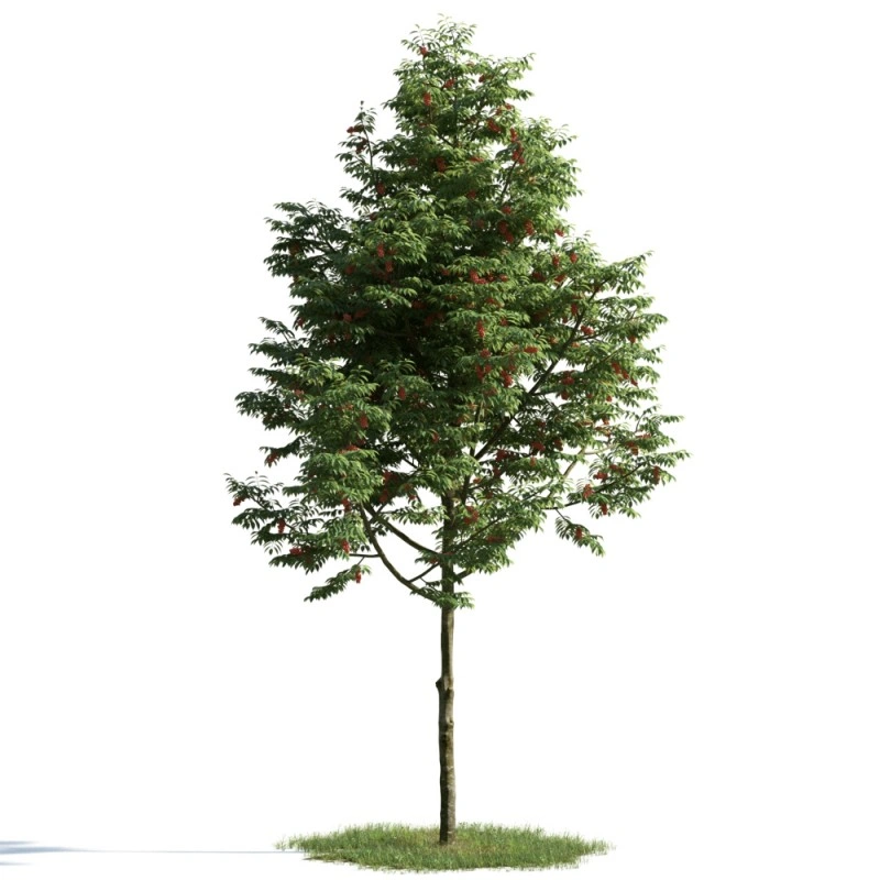 树木植物55