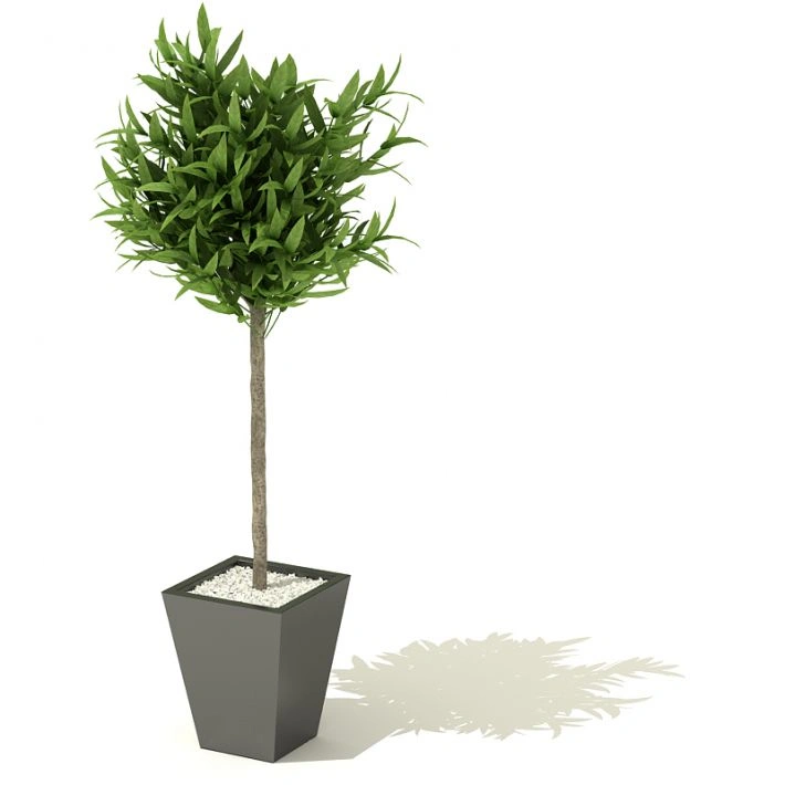 植物盆栽绿植86