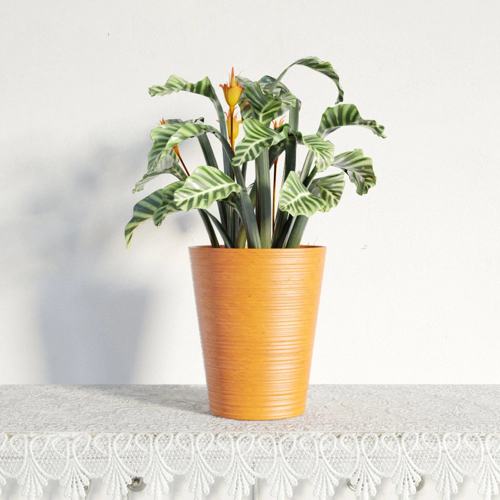 盆栽绿植植物 