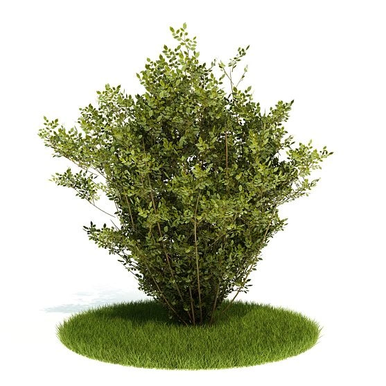 植物绿植树木65