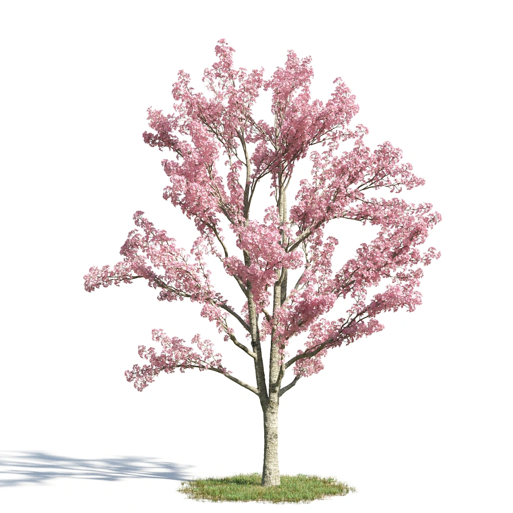3D粉色樱花树模型