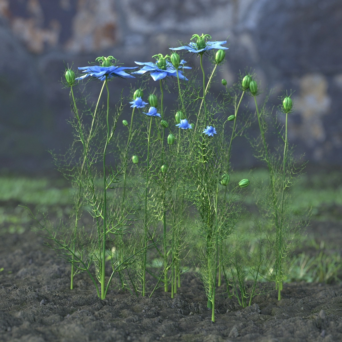 蓝色细叶花植物3D模型