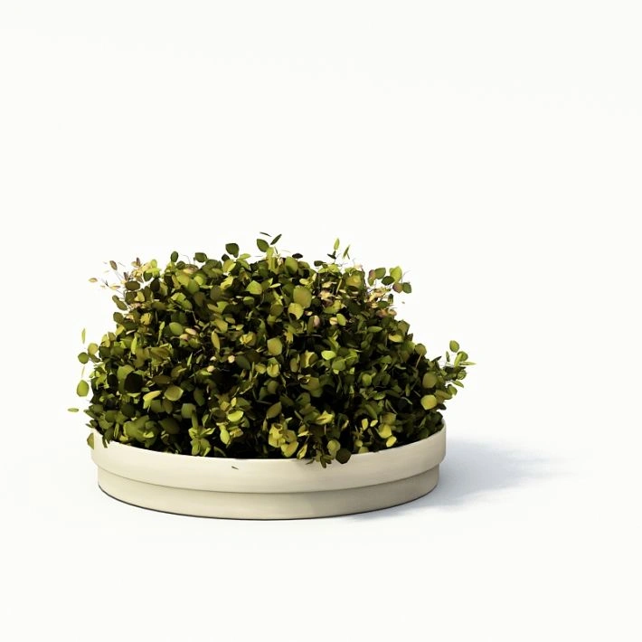 植物盆栽绿植18