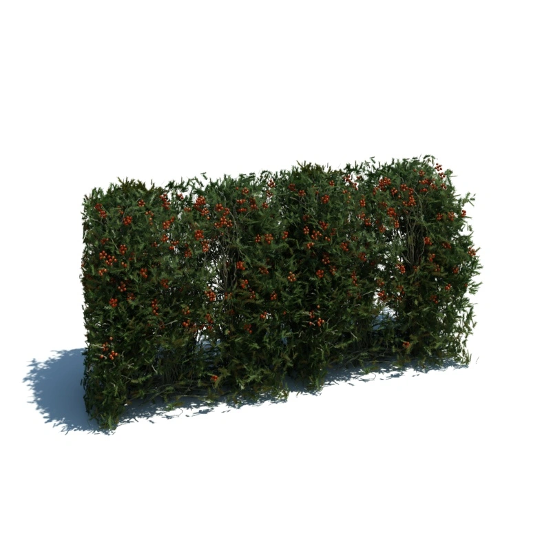 树篱植物13