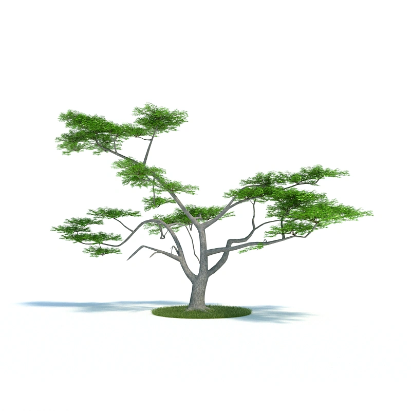植物绿植树木221