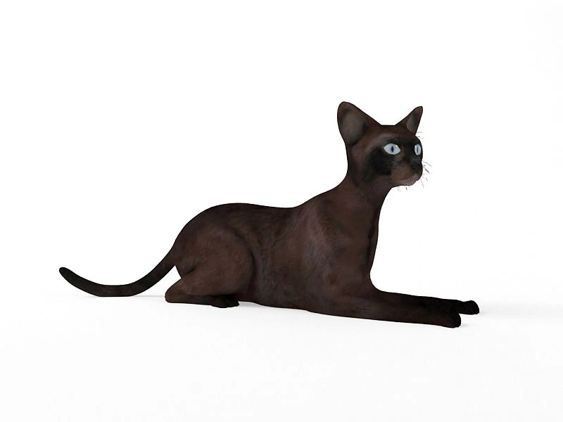 深棕色暹罗猫3D模型