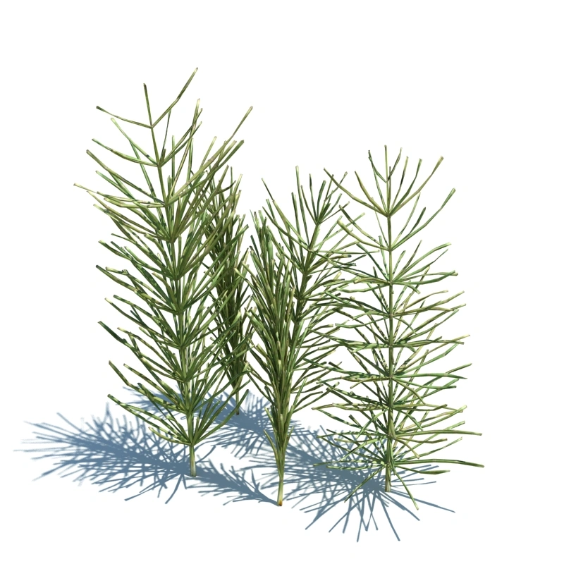 草地小型植物93