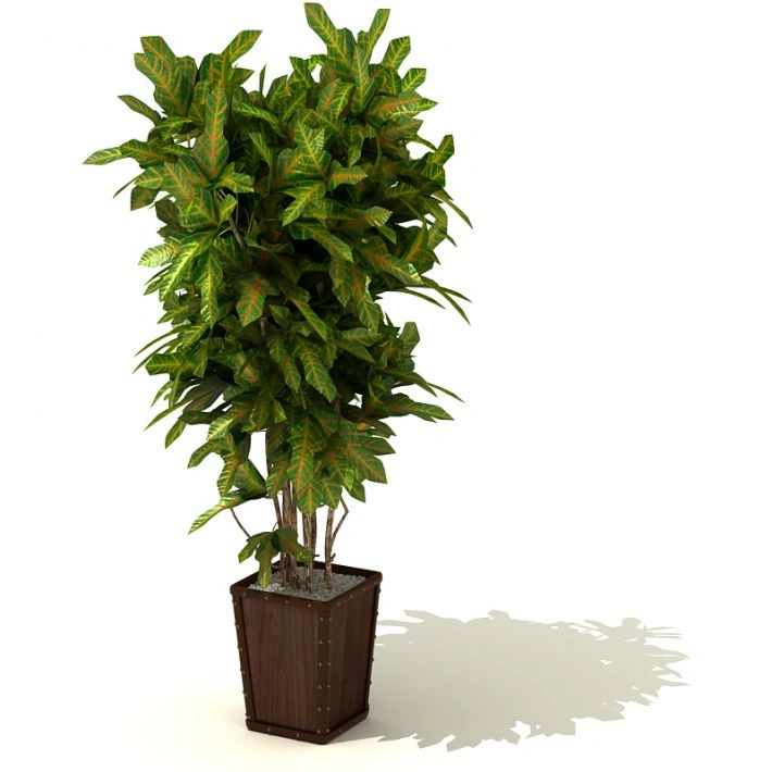 植物盆栽绿植79