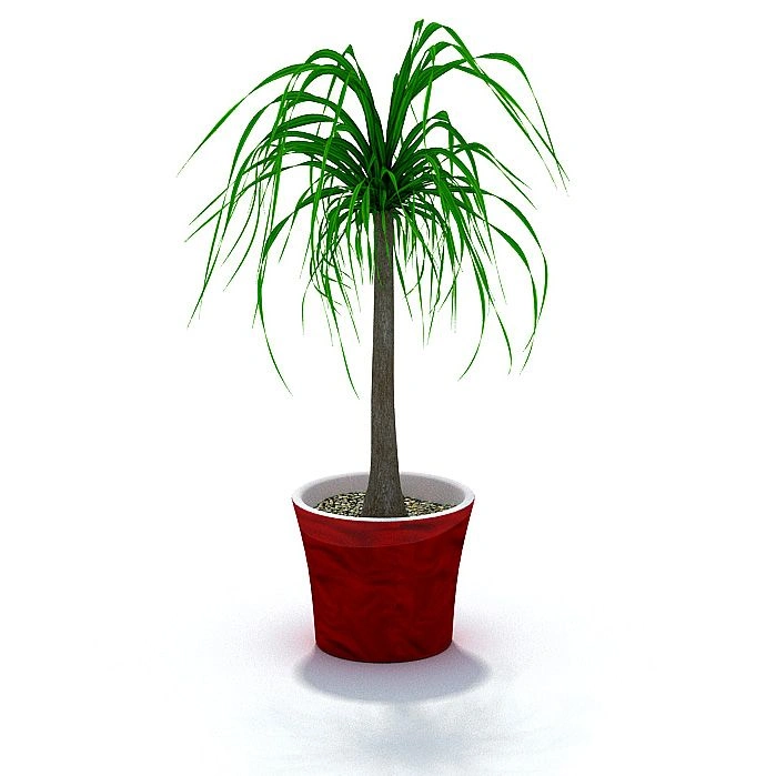 植物49