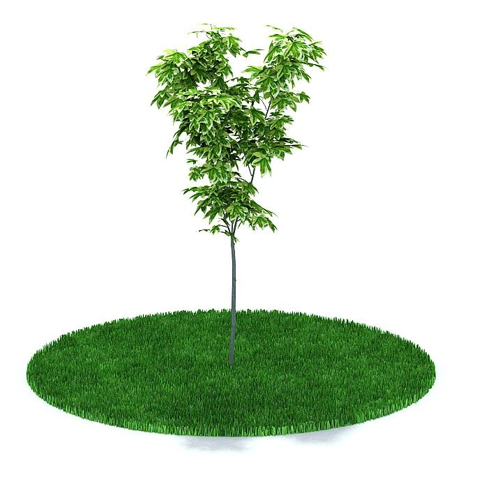 植物17