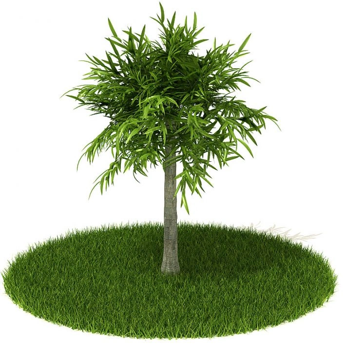 植物绿植树木29