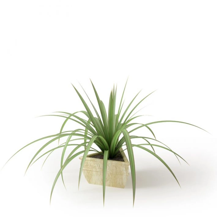 植物绿植盆栽1