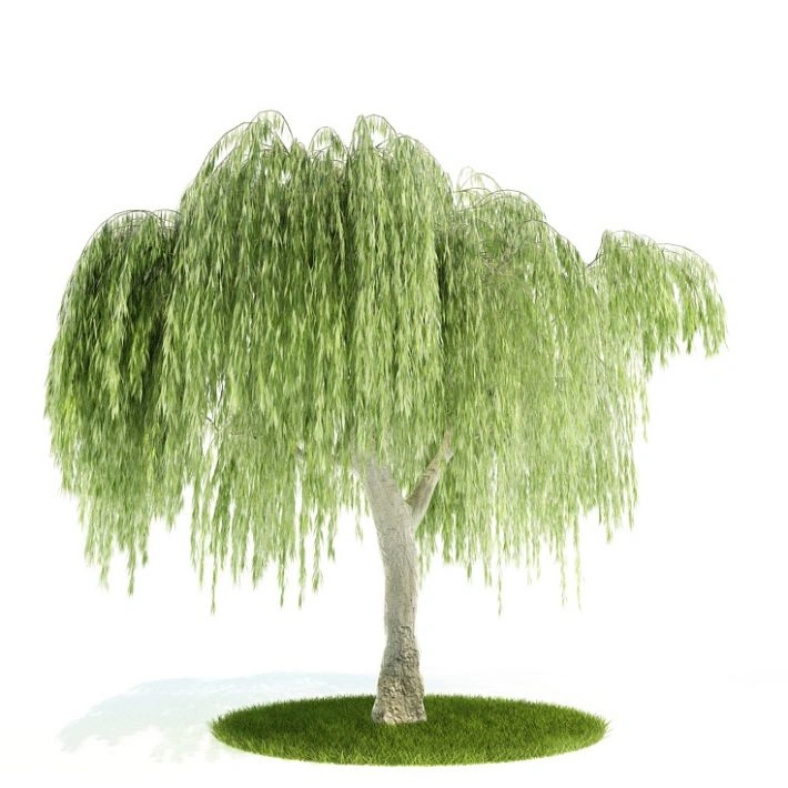 植物绿植树木96