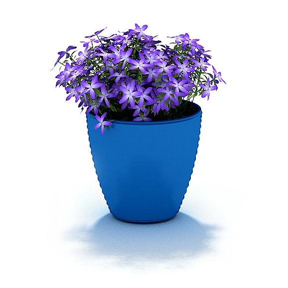 植物盆栽花卉