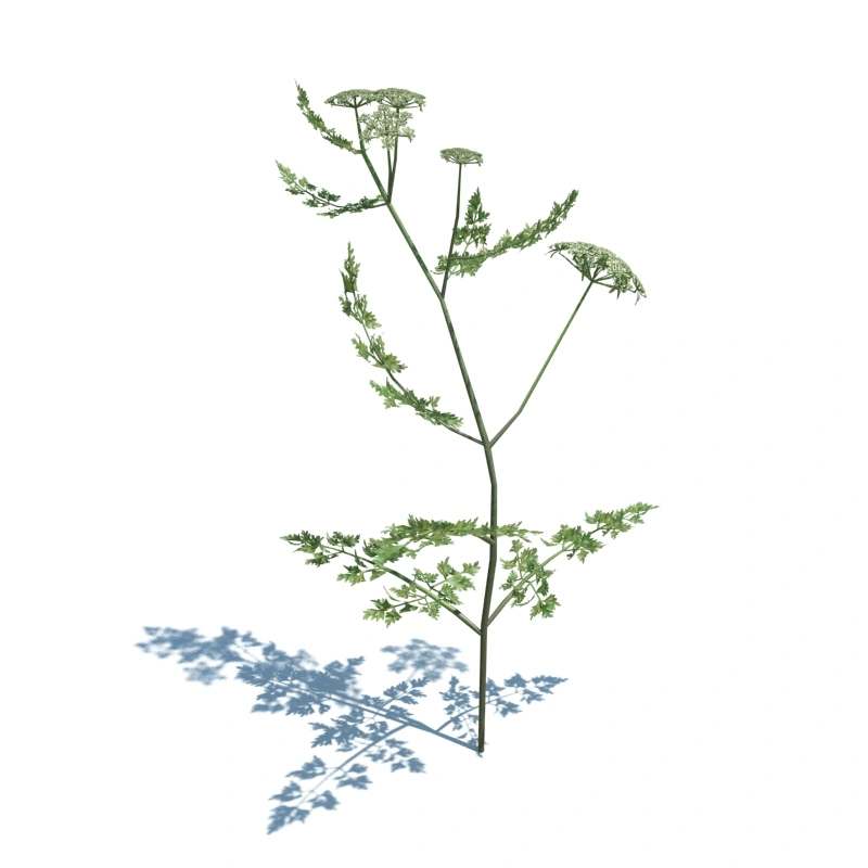 草地小型植物33
