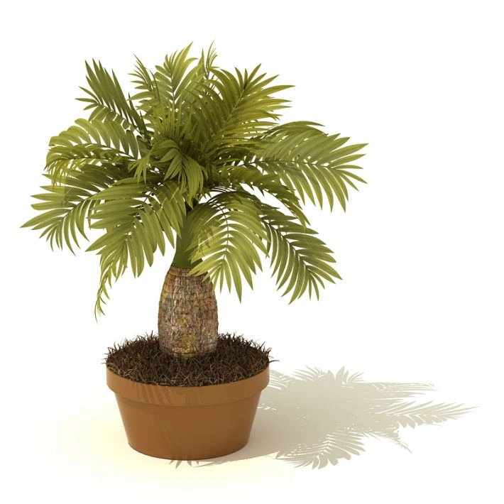 植物盆栽绿植55