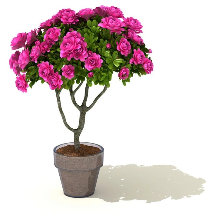植物盆栽绿植花卉11