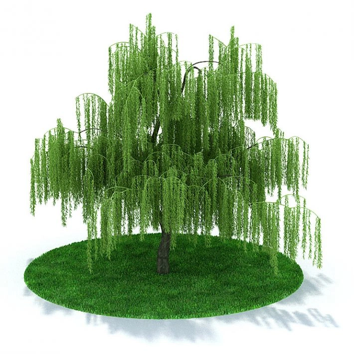 植物2