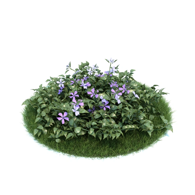 花园植物绿植花卉46