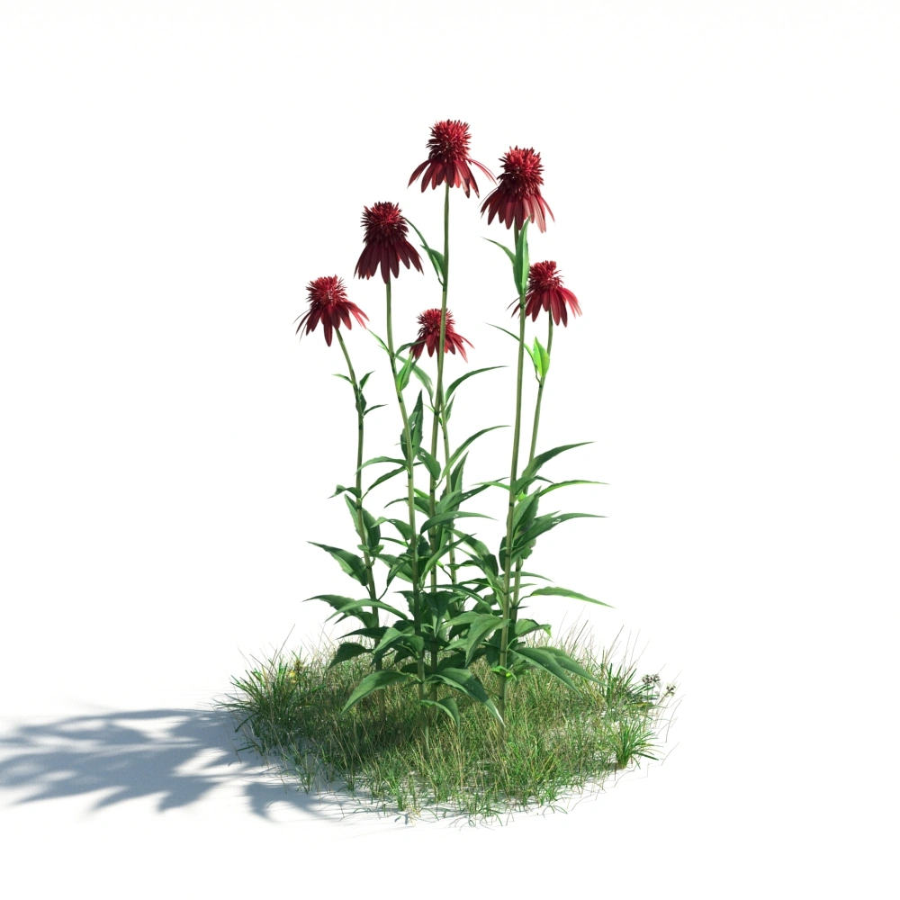 自然花卉3D模型