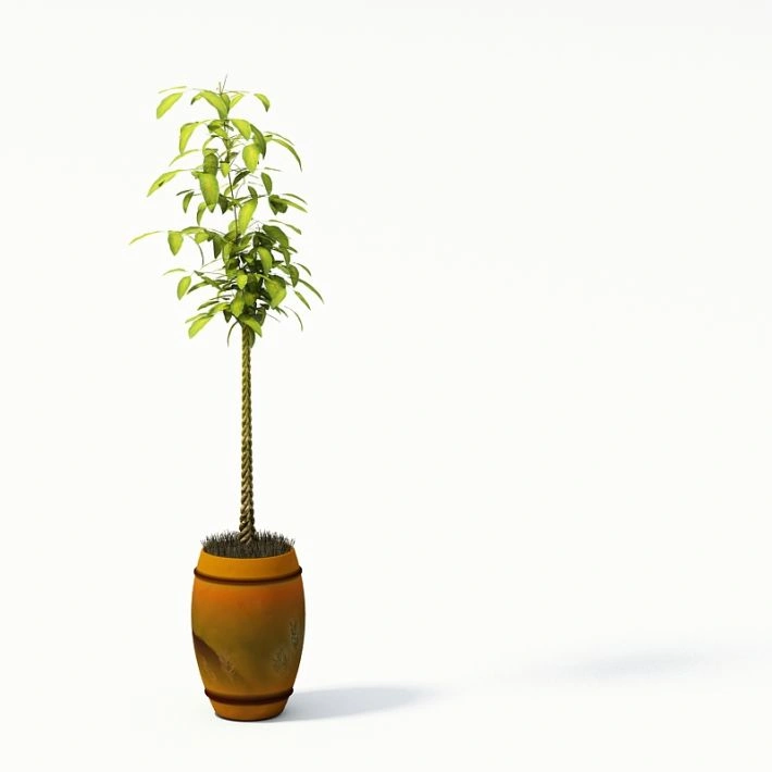 植物盆栽绿植26