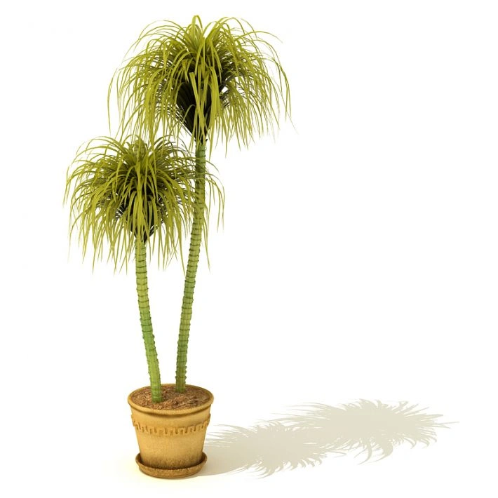 植物盆栽绿植65