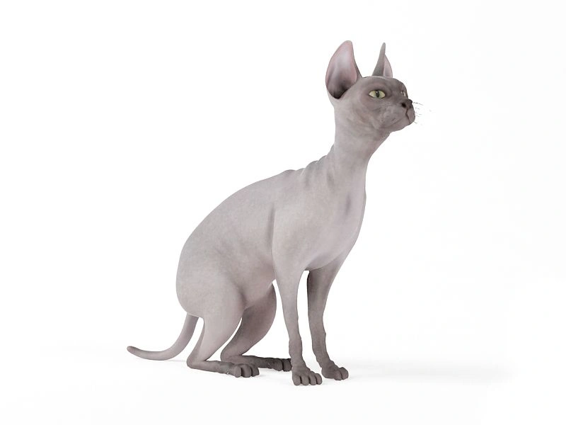 无毛猫3D模型素材