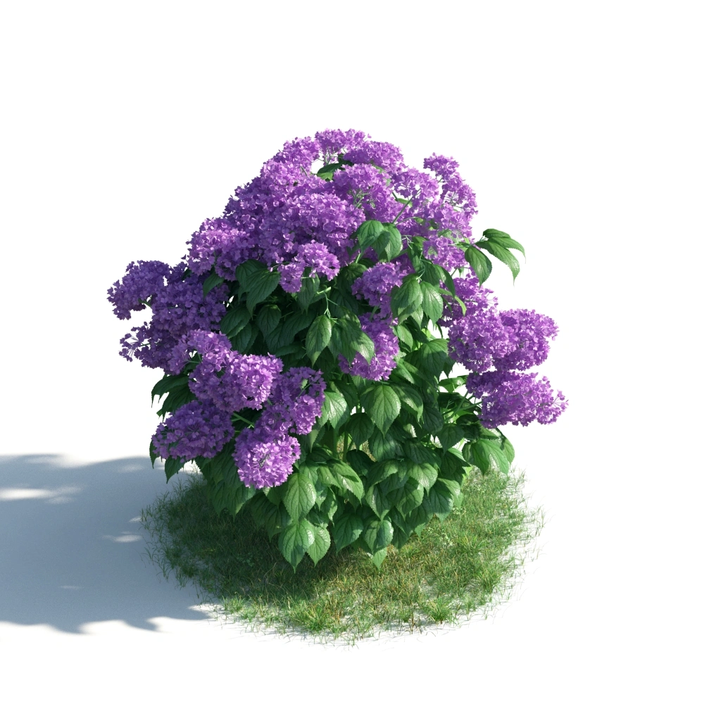 紫色丁香花树3D模型
