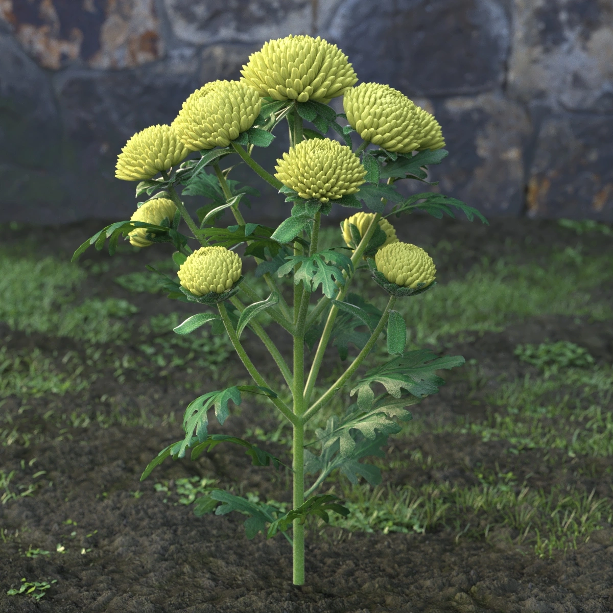 3D模型自然植物花球