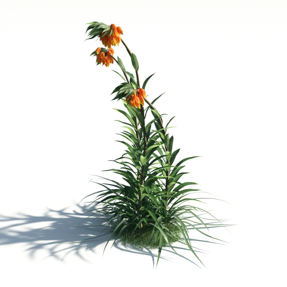 3D橙色花朵植物模型
